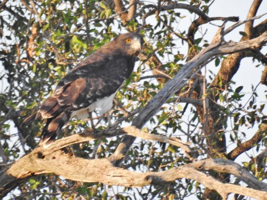 Martial Eagle