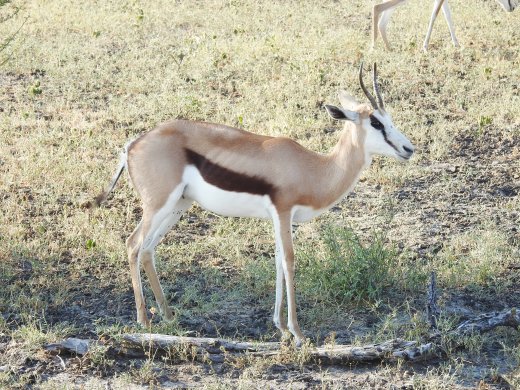 Springbok