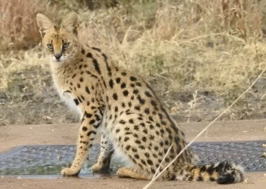 Serval