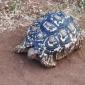 Leopard Tortoise
