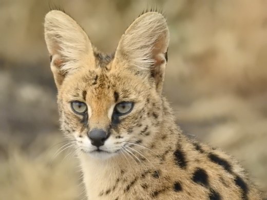 Serval
