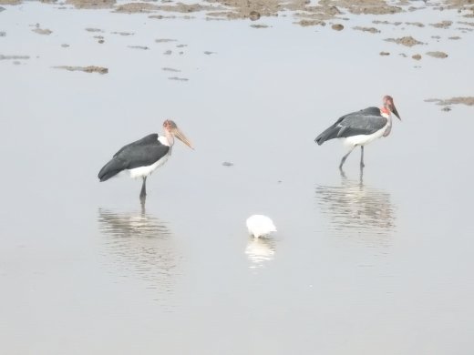 Marabou Storks + Spoonbill