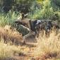 Wild Dogs