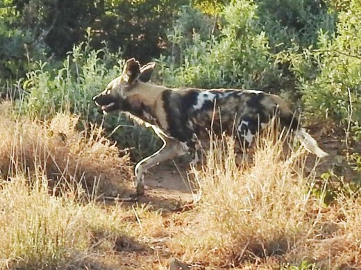 Wild Dogs