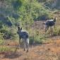 Wild Dogs