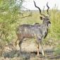 Kudu