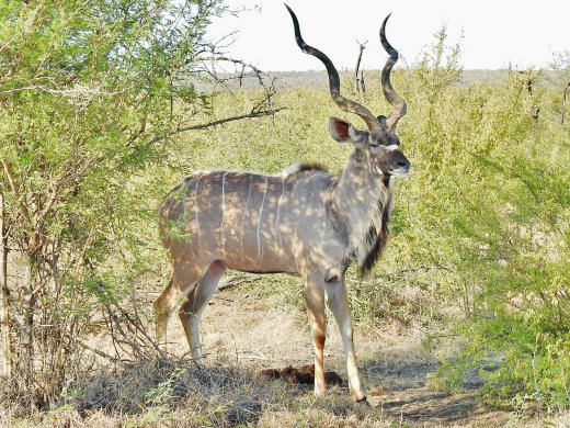 Kudu