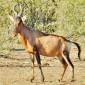 Red Hartebeest