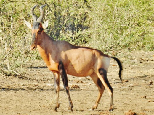Red Hartebeest