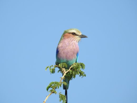  Lilac-breasted Roller