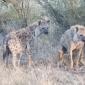 Spotted Hyena