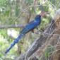 Green Wood Hoopoe