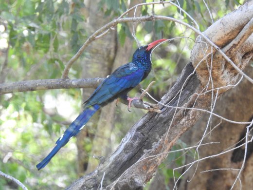 Green Wood Hoopoe