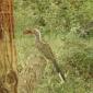 Red-billed Hornbill 