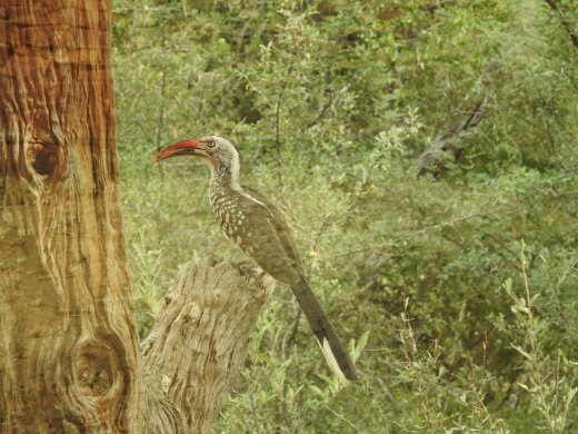 Red-billed Hornbill 