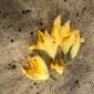 Squash Blossoms