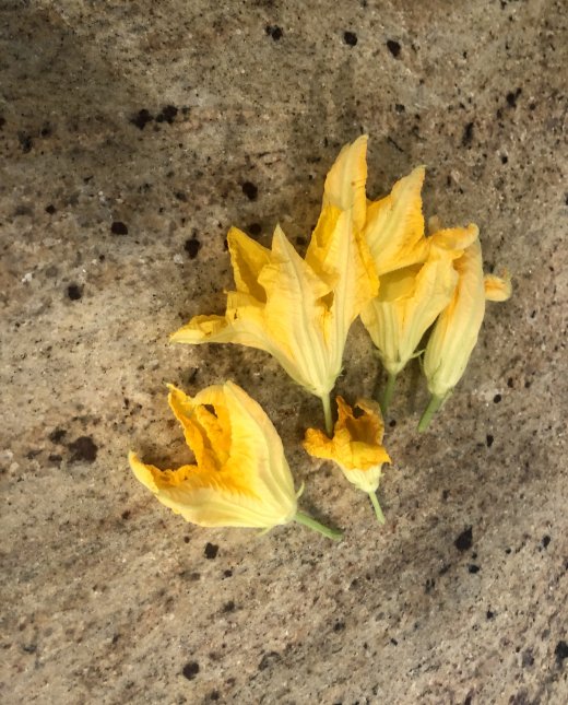 Squash Blossoms