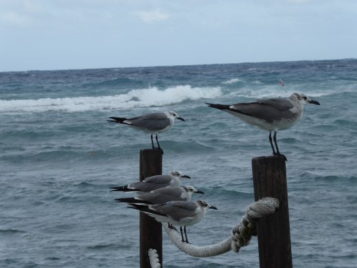 Sunspree Resort - Seagulls
