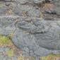 Volcanoes NP.Ropey Lava