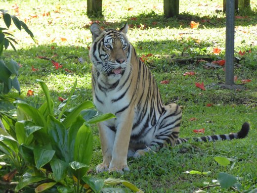 Zoo.Bengal Tiger