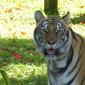 Zoo.Bengal Tiger