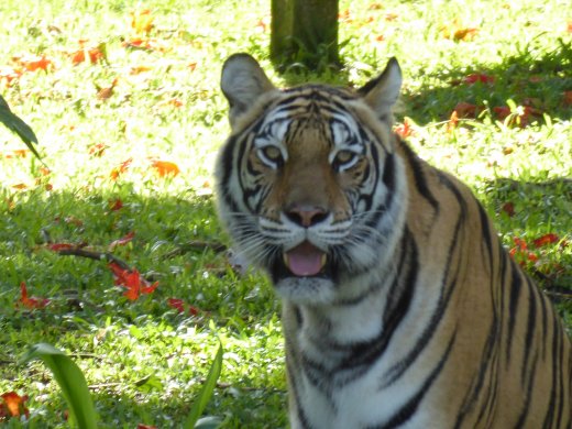 Zoo.Bengal Tiger