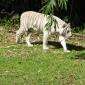 Zoo.White Bengal Tiger