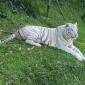 Zoo.White Bengal Tiger