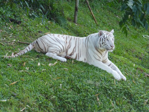 Zoo.White Bengal Tiger