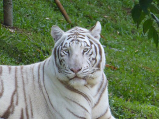Zoo.White Bengal Tiger