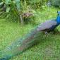 Zoo.Peacock