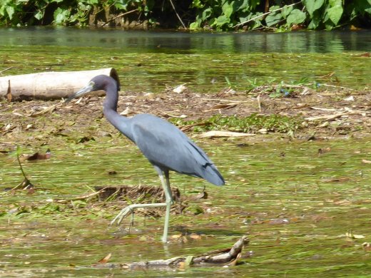 Marta Brea River - Blue Heron
