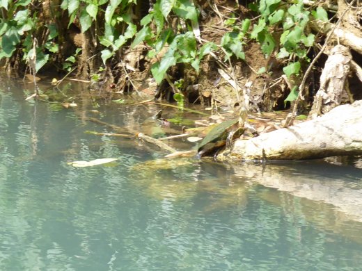 Marta Brea River - Turtle