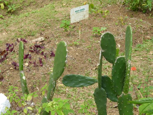 Marta Brea River - Wild Basil