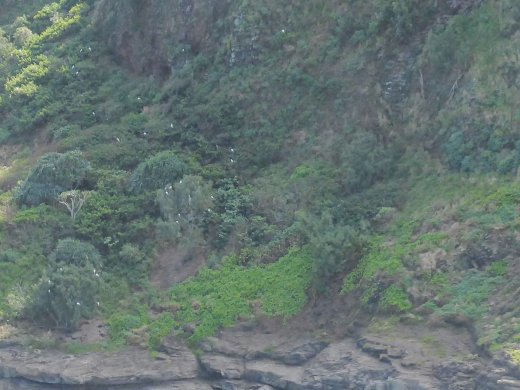Nesting Red-footed Booby Colony