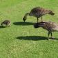 Nene Geese