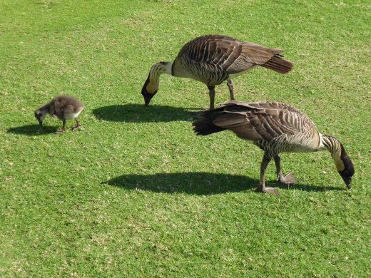 Nene Geese