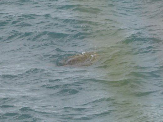 Green Sea Turtle