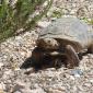 Desert Tortoise