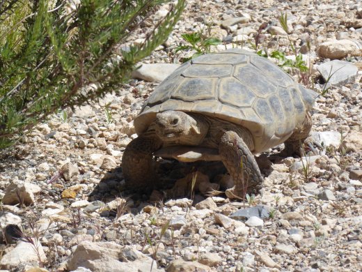 Desert Tortoise