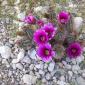 Flowering Cactus