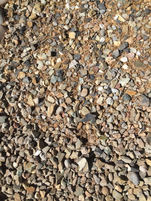 Pathway Close-up with needles