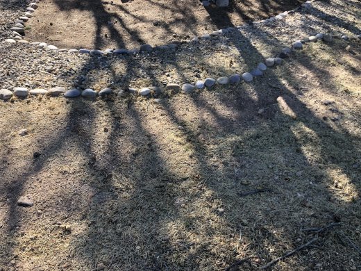 Area Covered with Needles Post Tree Trimming