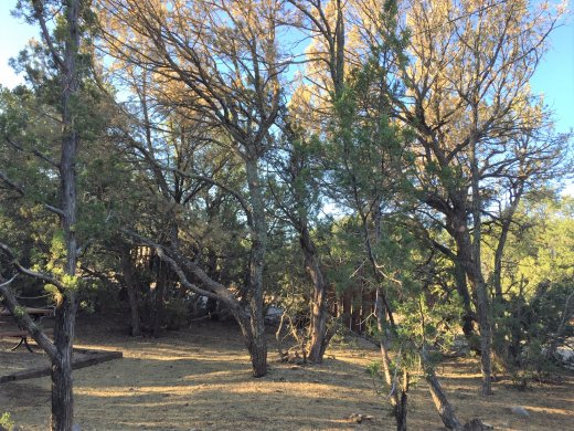 Additional loss of trees