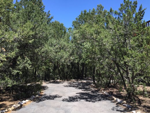 Driveway.Pre Tree Trimming