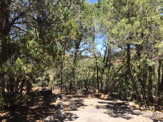 Driveway.Pre Tree Trimming