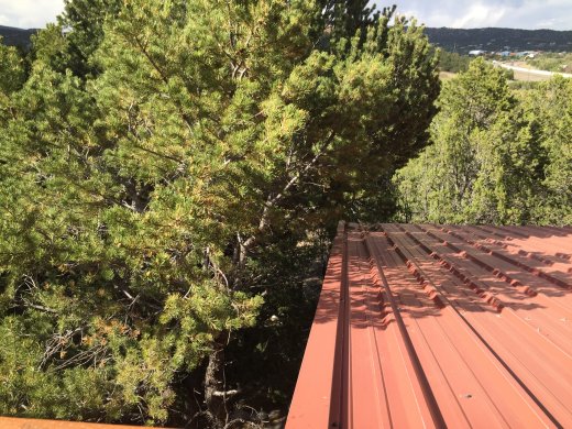 Garage Roof.Pre-Tree Trimming